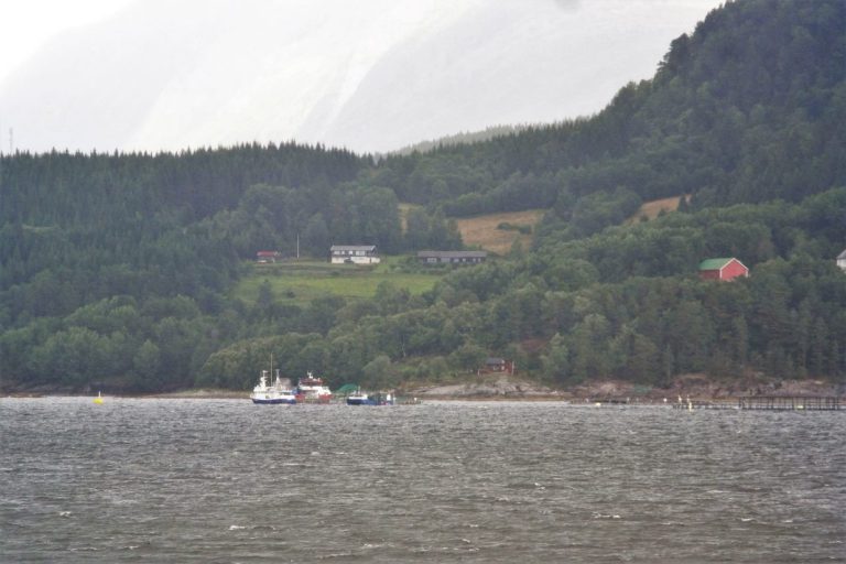 High harvesting activity sends salmon prices down to the lowest levels of the year