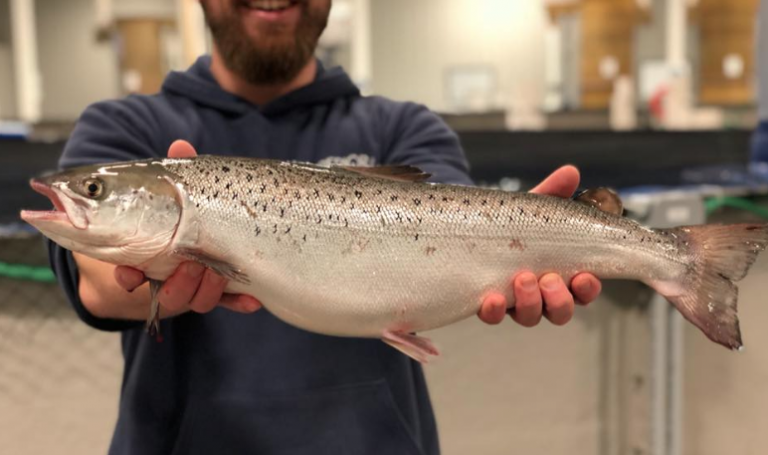 US land-based salmon farmer picks up BAP certification