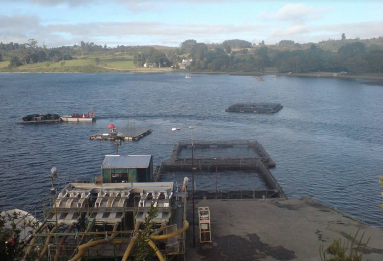 From video games to the airline industry. The Fischer brothers have made $280 million selling salmon producer