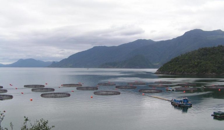 Chile’s strong salmon export growth to US marred by lower prices