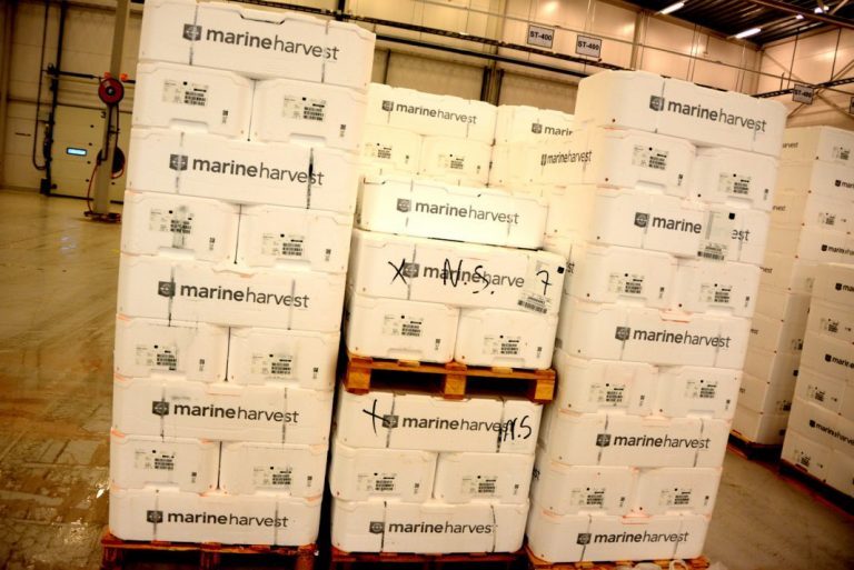 Marine Harvest slashes harvesting volume by 20,000 tonnes