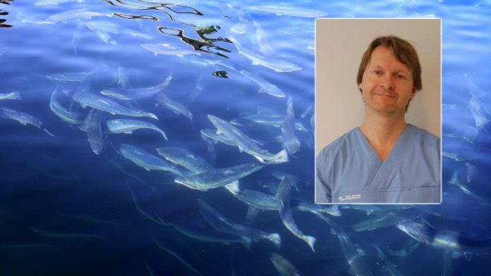 Eye surgeon now owns five percent of Grieg Seafood