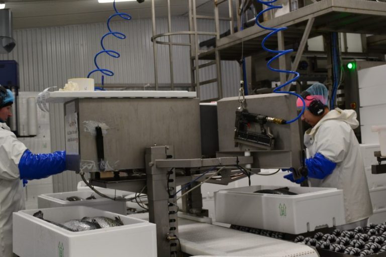 Up to 40,000 tonnes of salmon will be produced from Iceland in the next 24 months