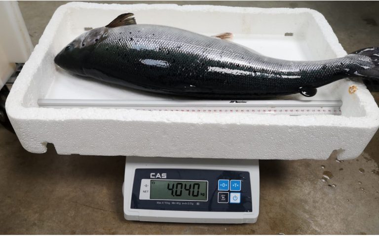 AquaMaof reveal 600 ton Atlantic salmon R&D facility in Poland