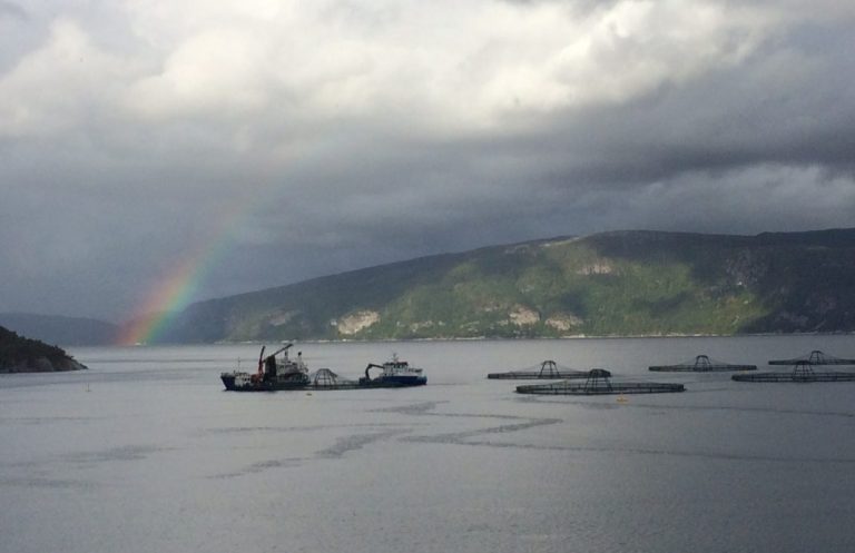 Salmon price falls amid hesitant buyer concerns