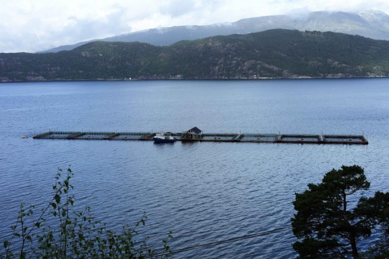 Salmon price stable in ‘nervous’ market