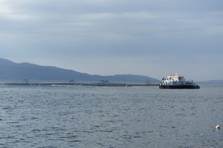 Onset of October sees slight dip in salmon prices