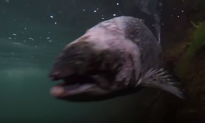 Scottish Salmon Company responds to controversial sea lice salmon footage