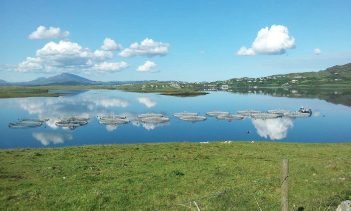 Irish appeals board delays decision on huge Marine Harvest site
