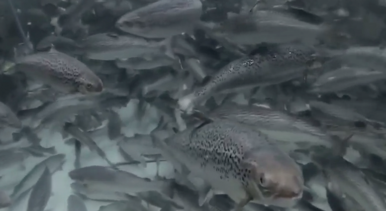 SwissLachs announces first salmon harvest at mountain land-based farm