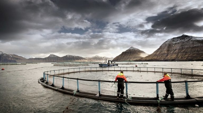 750,000 fish died within a couple of hours at Bakkafrost site