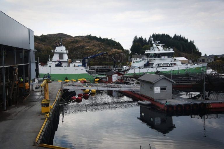 Increased supplies put pressure on salmon prices