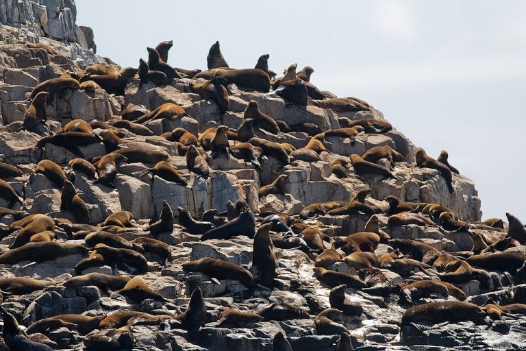 Salmon farmers using beanbag bullets to fend off seals in Australia