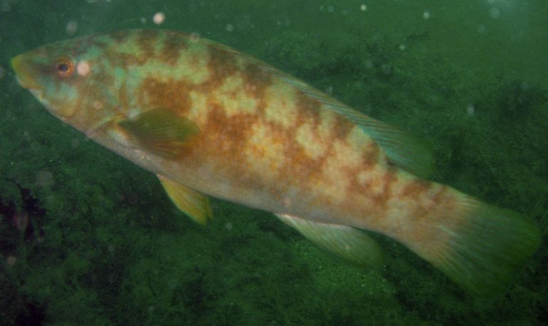 Mandatory measures may soon be introduced for wild wrasse harvesting for salmon farms