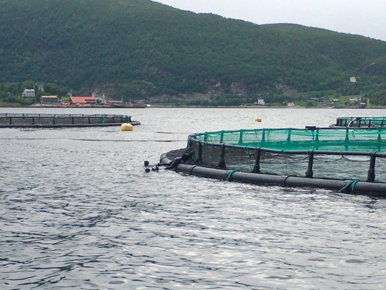 Independent journalist faces court for trespassing at salmon farm