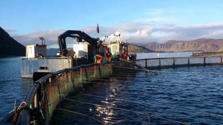 Reduced harvesting volumes, but the Norwegian salmon biomass still lower than last year