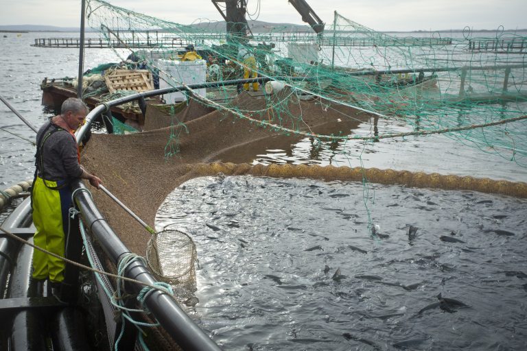 Export Credit Norway finances the sale of fish farming equipment to Irish salmon farm