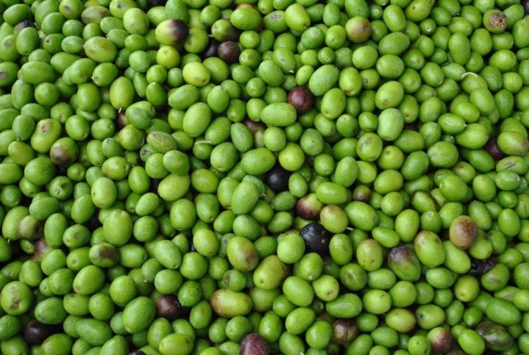 Spanish biotech company gets EU funding to develop olive additive for salmon