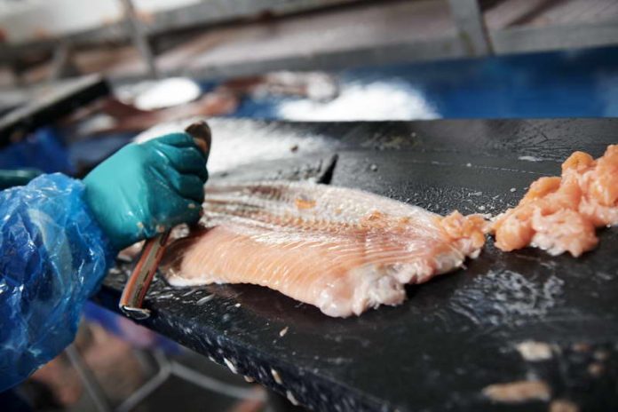 Danish processor accused of falsifying analysis to sell listeria-riddled salmon
