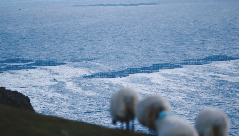 Authorities say impact on birds must assessed before west Cork salmon farm can proceed