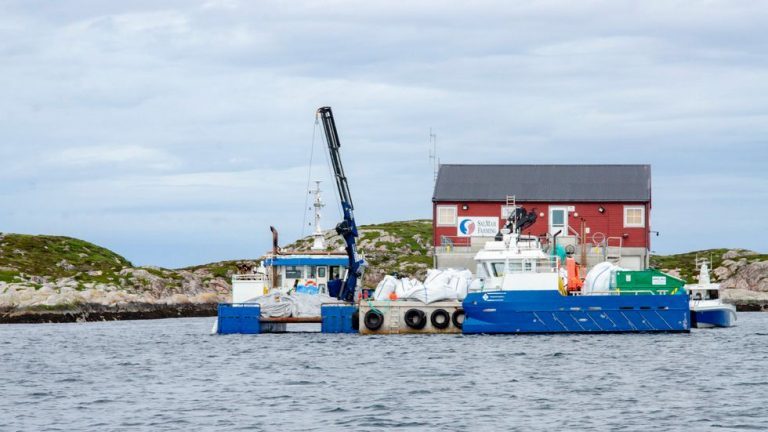 Biomass focus sends salmon shares on course to the record books