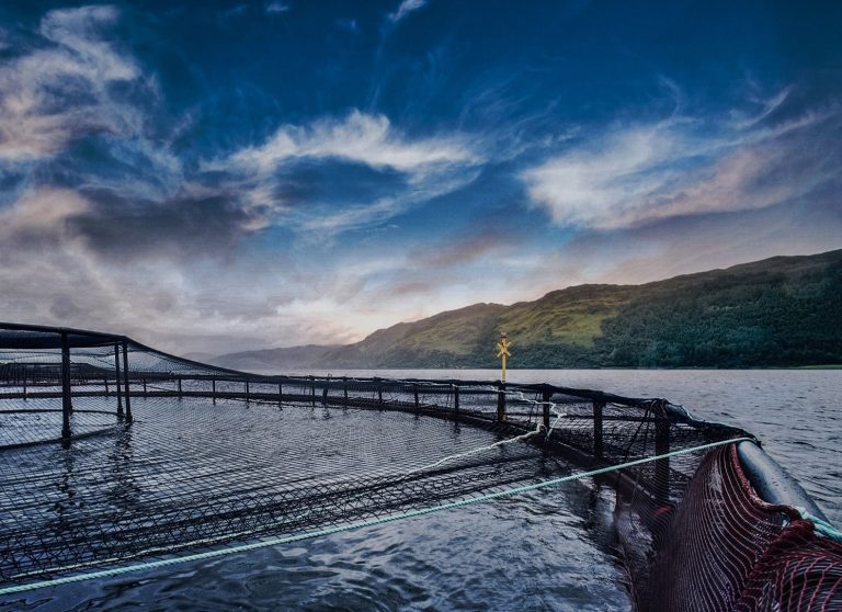 Benchmark launch digital software in collaboration with Norway’s leading fish health service providers