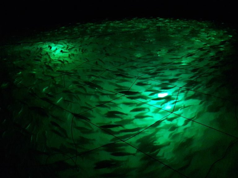 Normandy salmon thrive under LED lights