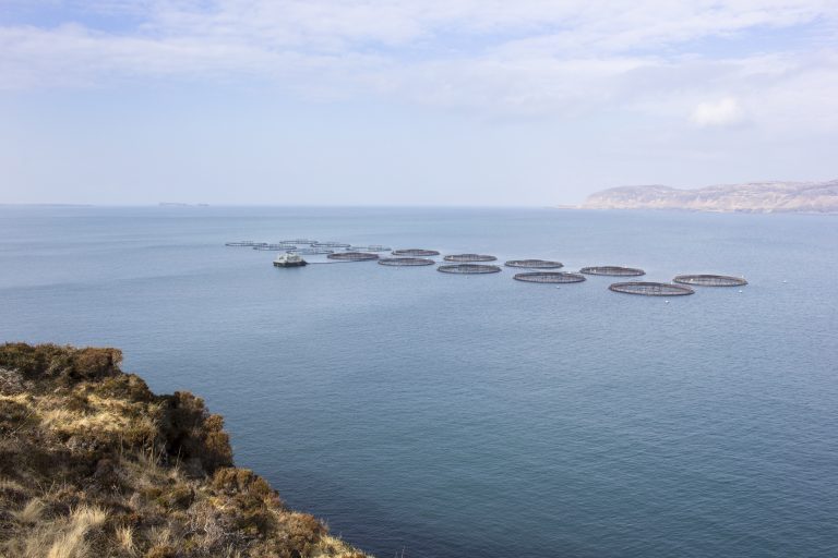 Climate change – some fish farms are already operating at end of century CO2 levels