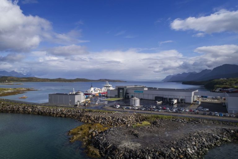 Increased supply slows down the salmon price