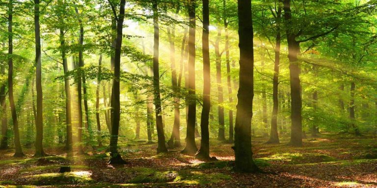 Is the wood the answer to sustainable salmon feed?