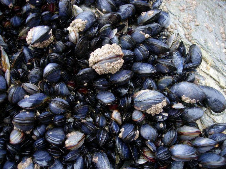 Salmon farm uses mussels to detect toxic algae