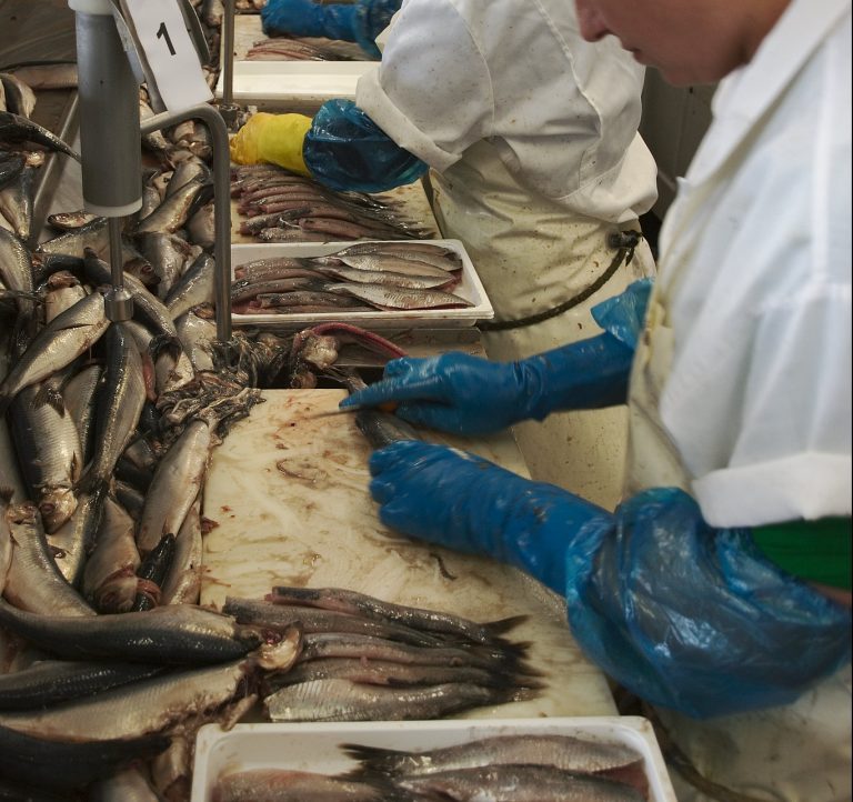 Nutrients from seafood-processing wastewater used as an ingredient in feed for salmon
