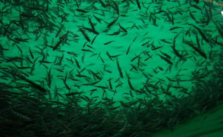 Authorities’ carrot dangling is providing international salmon growth