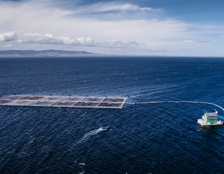 Sernapesca intervenes as 76 tons of fish die at Chilean salmon farm