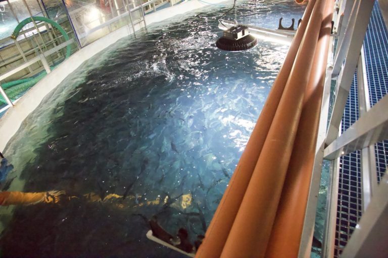 Faroe Islanders don’t use sea water in smolt production