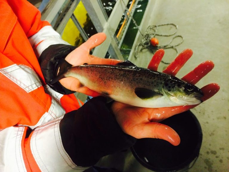 Russian Aquaculture to invest €10.4 million in Villa Smolt