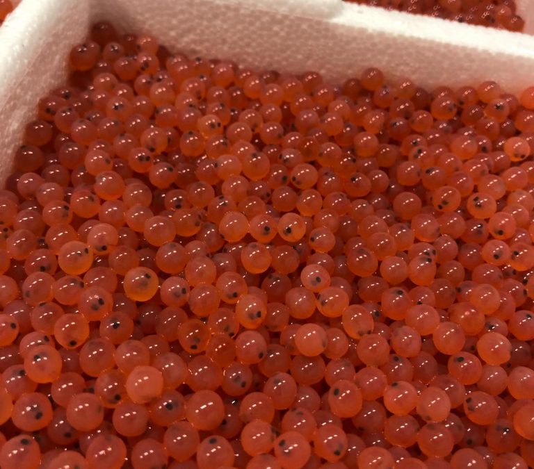 Stofnfiskur delivers first batch of salmon eggs to Atlantic Sapphire from Iceland