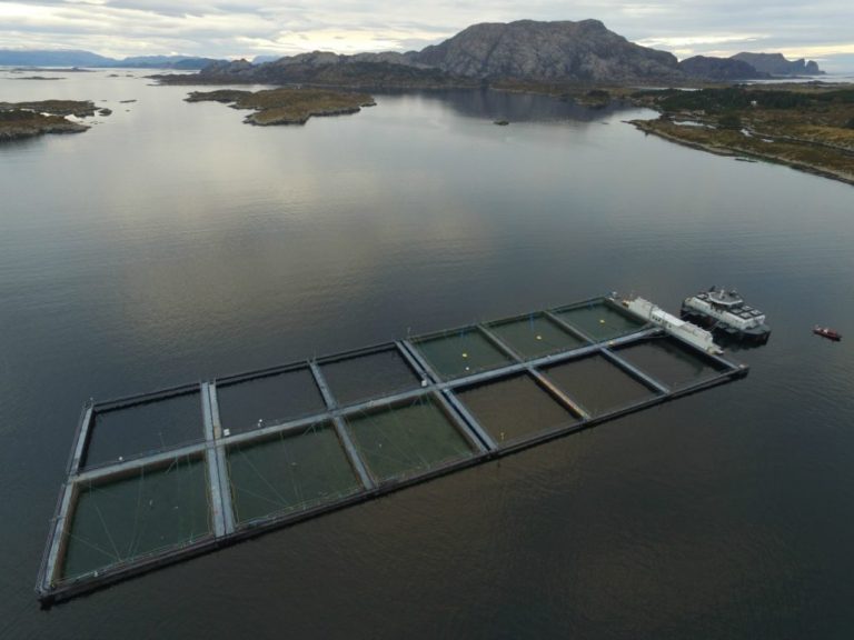Reduced contract share forces salmon prices down