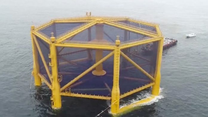 China gets ready to harvest first batch of farmed salmon from huge, deep  sea fully-submersible fish cage