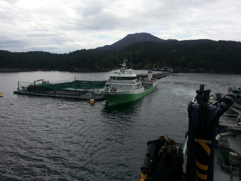 Minor salmon price increase for the first week of 2019