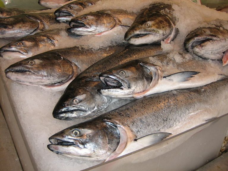 Australian sardine company to set up salmon cannery