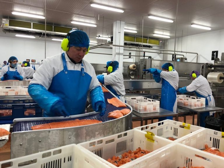 Cheaper salmon on the way just in time for Christmas