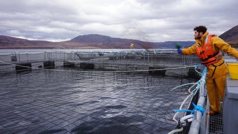 Wester Ross suffered from “catastrophic” mortality rates this summer