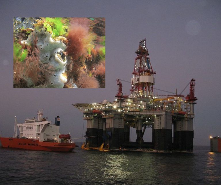 Tassal raises concerns to authorities about biosecurity risks from “Ocean Monarch” oil rig