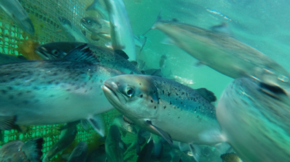 Screen Shot 2018-12-04 at 06.38.07