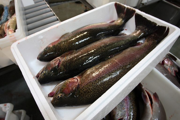 Major French retail group to roll out “insect-fed” trout across stores