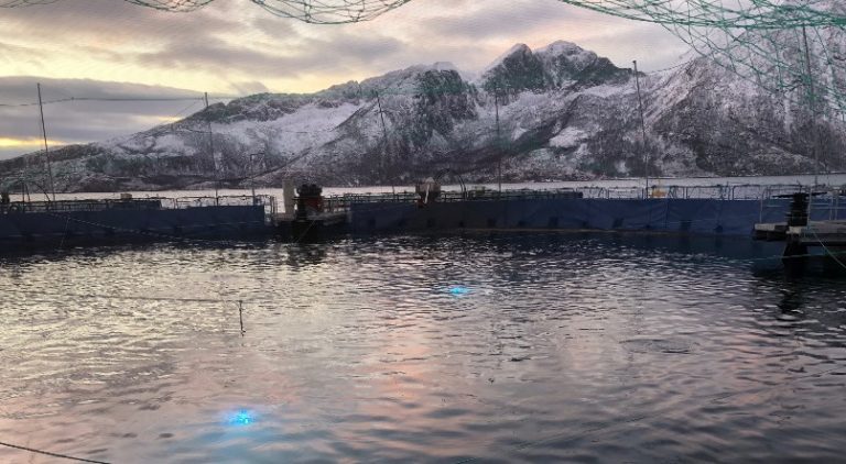Cermaq say salmon are thriving in Certus closed containment “escape proof” cage