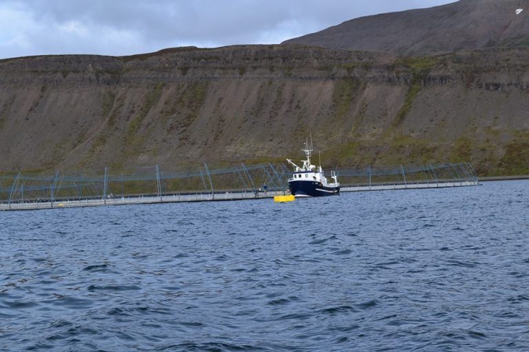 Hole in salmon net prompts investigation from Icelandic authorities