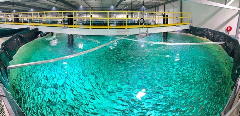 Fingerlings settle into Australia’s first onshore salmon nursery