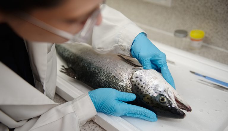 £3.5 million to be spent on Scottish projects to improve gill health and resilience in farmed salmon
